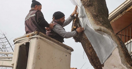 UŞAK’TA 100 YILLIK ÇINAR AĞACI BAKIMDAN GEÇTİ  