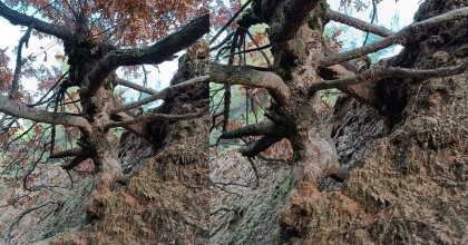 YAŞLI MEŞE AĞACI İLGİ ODAĞI OLDU