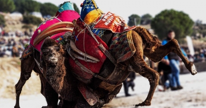 YILIN İLK DEVE GÜREŞİNDE TARİH DEĞİŞTİ