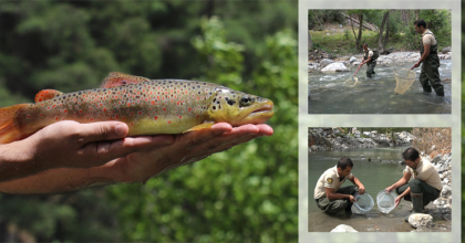 3 MİLYON 700 BİN KIRMIZI BENEKLİ ALABALIK SALINDI