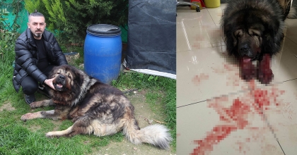  ÇALAMADIĞI KÖPEĞİ POMPALI TÜFEKLE VURDU   