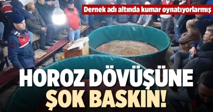 HOROZ DÖVÜŞÜNE ŞOK BASKIN!