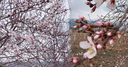 AĞAÇLARIN ERKEN ÇİÇEK AÇMASI ÜRETİCİYİ ENDİŞELENDİRİYOR