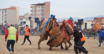 DEVELER ŞAMPİYONLUK İÇİN GÜREŞECEK