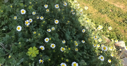 BAHAR HAVASINI GÖREN PAPATYALAR ÇİÇEK AÇTI