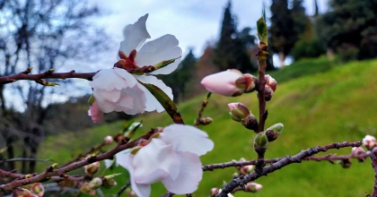 AYDIN'DA BADEM AĞAÇLARI ÇİÇEK AÇTI