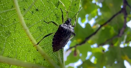AYDIN'DA KAHVERENGİ KOKARCA UYARISI