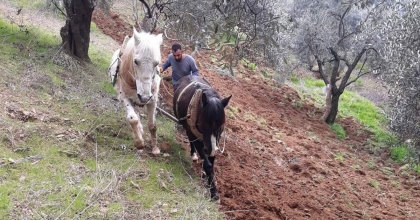 AYDIN’IN DAĞLARINDA ATLAR, ÇİFTÇİNİN İMDADINA YETİŞİYOR