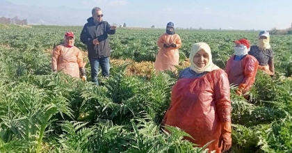 AYDIN’IN SEMBOL ÜRÜNÜ ENGİNARLARIN GELİŞİMİ KONTROL EDİLDİ  