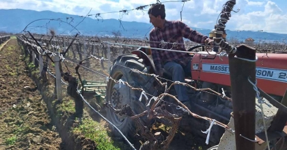 BAĞLARDA HUMMALI ÇALIŞMA  