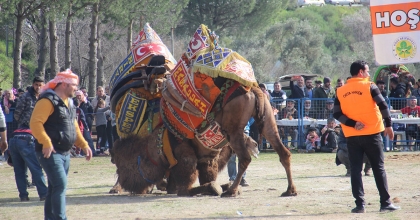 BAŞKAN GÜLER’DEN DEVE GÜREŞİNE DAVET
