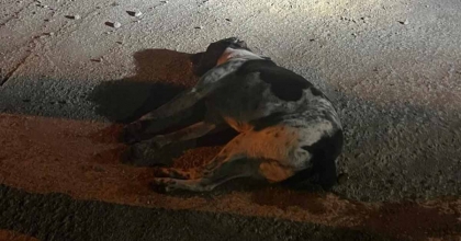 BODRUM'DA KEDİ VE KÖPEKLER ZEHİRLENDİ