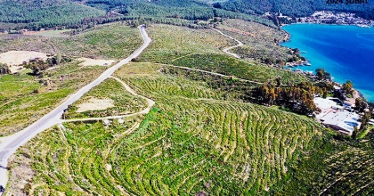 BODRUM GÜVERCİNLİK 3 YILDA YEŞERDİ