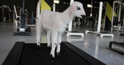 BU KUZU KOŞU BANDINDA YÜRÜYÜP, SPOR YAPIYOR