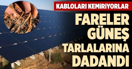 FARELER GÜNEŞ TARLALARINA DADANDI