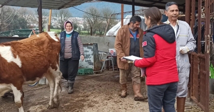 FETHİYE’DE ŞAP HASTALIĞI İLE MÜCADELE SÜRÜYOR