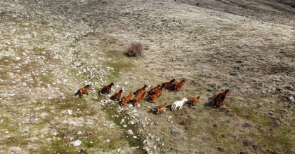 GÜNEŞİ GÖREN YILKI ATLARI İNDİKLERİ YAYLALARDA HAVADAN GÖRÜNTÜLENDİ  
