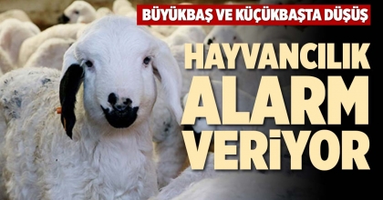 HAYVANCILIK ALARM VERİYOR