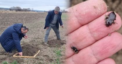 HUBUBAT EKİLİ ALANLARDA EKİN KAMBUR BÖCEĞİ ZARARLISI TESPİT EDİLDİ