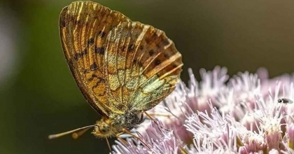 KELEBEĞİN REHBERLİĞİNDE GEDİZ NEHRİ