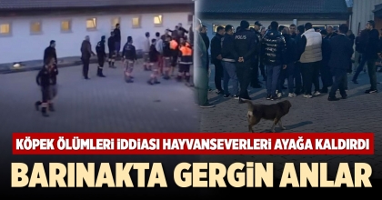 KÖPEK ÖLÜMLERİ İDDİASI HAYVANSEVERLERİ AYAĞA KALDIRDI
