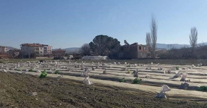 SELENDİ’DE TÜTÜN ÜRETİCİLERİNİN TELAŞI BAŞLADI  