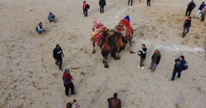 NAZİLLİ’DE DEVE GÜREŞİ FESTİVALİ İPTAL EDİLDİ  