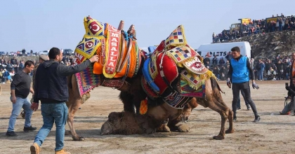 SALİHLİ 10. GELENEKSEL DEVE GÜREŞİ FESTİVALİ'NE HAZIR 