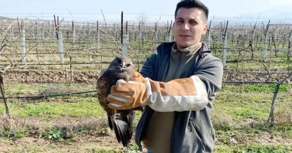 SALİHLİ’DE YARALI HALDE BULUNAN ŞAHİN TEDAVİ ALTINA ALINDI  