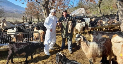 SİMAV’DA ÇOBAN TESPİTLERİ YAPILIYOR  