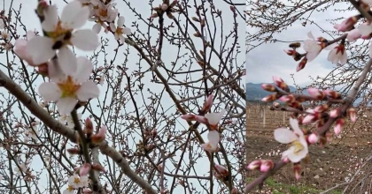 ŞUBAT AYINDA AĞAÇLAR ÇİÇEK AÇTI 