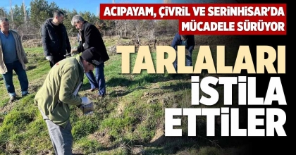 TARLALARI İSTİLA ETTİLER