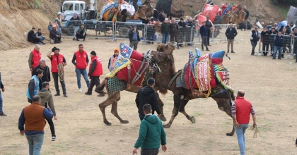 TURGUTLU’DA DEVE GÜREŞLERİ NEFES KESTİ  