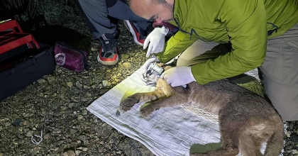 TÜRKİYE'DE İLK DEFA KARAKULAK'A UYDU TAKİP CİHAZI TAKILDI
