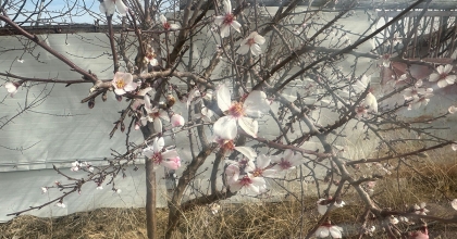 YALANCI BAHARA ALDANAN AĞAÇLAR ÇİÇEK AÇTI