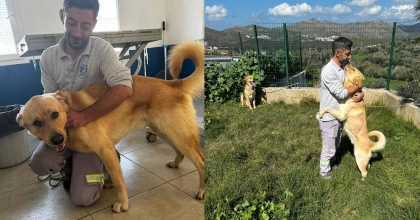 ZEHİRLENDİĞİ İDDİA EDİLEN HAYVANLAR, BELEDİYE EKİPLERİ TARAFINDAN KURTARILDI