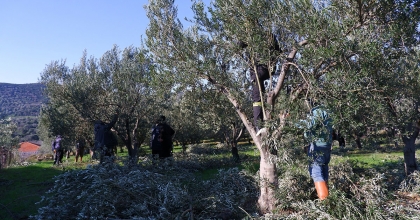 FOÇA'DA ZEYTİN AĞAÇLARINDA BUDAMA BAŞLADI