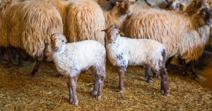 KAÇELİ KOYUNLARININ İLK YAVRULARI OLİVELO'DA GÖZLERİNİ AÇTI