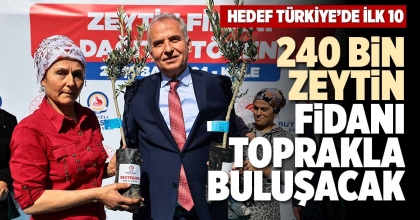 240 BİN ZEYTİN FİDANI TOPRAKLA BULUŞACAK