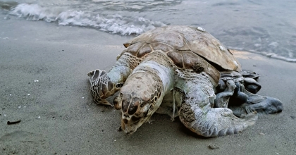 AKYAKA SAHİLİNE ÖLÜ DENİZ KAPLUMBAĞASI VURDU