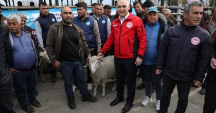 DAMIZLIK KOÇ DAĞITIMI TAMAMLANDI