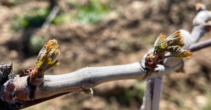 DON ZARAR TESPİT ÇALIŞMALARI BAŞLATILDI