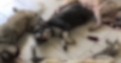 İZMİR’DE ONLARCA KÖPEK KATLEDİLDİ
