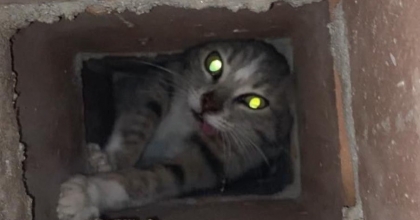 BACAYA SIKIŞAN KEDİ KURTARILDI