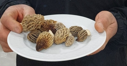 YAĞMUR SONRASI KUZUGÖBEĞİ BEREKETİ