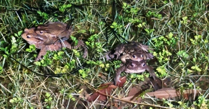 KURBAĞALARIN 5 BİN YILLIK ÜREME GÖÇÜ BAŞLADI