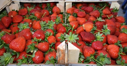 AYDIN'DA 12,5 BİN TON TAZE ÇİLEK YURTDIŞINA İHRAÇ EDİLİYOR