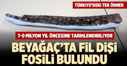 BEYAĞAÇ’TA FİL DİŞİ FOSİLİ BULUNDU