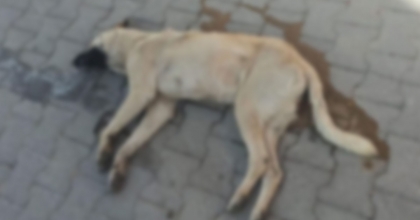 ÇAL’DAKİ KÖPEK ÖLÜMÜ SORUŞTURMASINA İKİ GÖZALTI