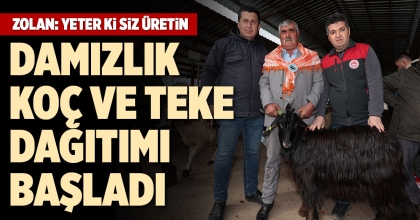DAMIZLIK KOÇ VE TEKE DAĞITIMI BAŞLADI
